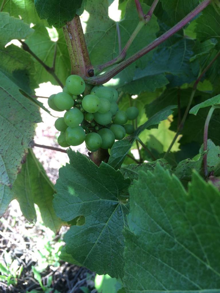 Reserva Los Maquis Cobquecura Luaran gambar
